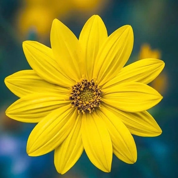 Meet your Posher, Dee B. - Picture 1 of 1